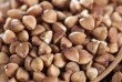 Продаж гречки гуртом. Промислові партії