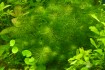 Продам аквариумные растения   Лимонники от 10, 15, 20 грн очень краси фото № 1