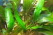 Продам аквариумные растения   Лимонники от 10, 15, 20 грн очень краси фото № 2