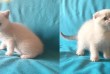 Для ценителей породистых кошек предлагаются настоящие шотландские бог