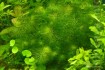 Продам красиві живые акварімні рослини на передній план , средній и з фото № 2