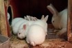 Продаем бройлерную породу кролей Термонская белая ( в чистоте )Европе фото № 2