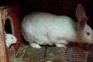 Продаем бройлерную породу кролей Термонская белая ( в чистоте )Европе фото № 3