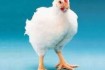 Суточный молодняк,
Цыплята Бройлера, 
Цыплята мясо-яичные (Ред бро, фото № 2