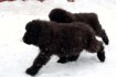 Питомник TryToWin предлагает щенков породы Ньюфаундленд, родившихся 6 фото № 2