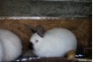 Продам кроликов (калифорнийской породы) 1.5-3 мес. 80гр/кг. фото № 1