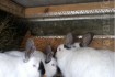 Продам породистых кроликов (калифорнийской породы) 70гр/кг. ... фото № 1