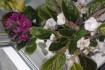 Продам сортовые фиалки разных расцветок! есть укоренённые листики-10г фото № 4