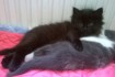 Котёнок ( девочка ) чёрного цвета от сиамско - персидской кошки( мыше фото № 1
