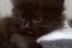 Котёнок ( девочка ) чёрного цвета от сиамско - персидской кошки( мыше фото № 2