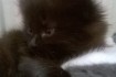 Котёнок ( девочка ) чёрного цвета от сиамско - персидской кошки( мыше фото № 3