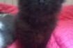 Котёнок ( девочка ) чёрного цвета от сиамско - персидской кошки( мыше фото № 4